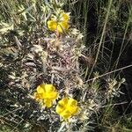 Helianthemum syriacum 叶