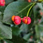 Euonymus japonicus Fruit