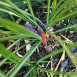 Crocus sativus Flower