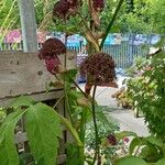 Angelica gigas Fiore