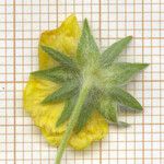 Potentilla inclinata Flower