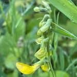 Lathyrus pratensis Hábito