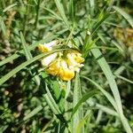 Freylinia lanceolataFlower