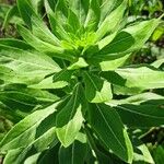 Oenothera villosa Folha