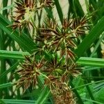 Cyperus longus Çiçek