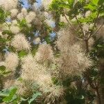 Cotinus coggygriaBlodyn