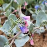 Mertensia maritimaЦвят