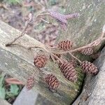 Alnus glutinosa Ffrwyth