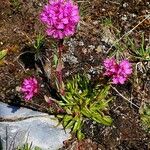 Viscaria alpina Virág