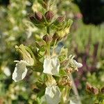 Teucrium flavum ശീലം