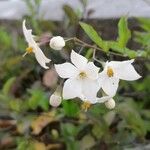 Solanum laxum Fleur