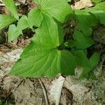 Adenocaulon bicolor Feuille