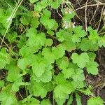 Pelargonium glechomoides Elinympäristö