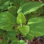 Hydrangea cinerea Leaf