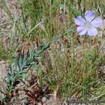 Linum lewisii Hábito