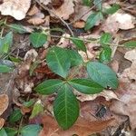 Vinca minor Leaf