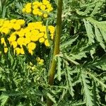 Tanacetum vulgareΦύλλο