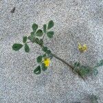 Medicago littoralis Folio