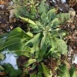 Verbascum thapsus Folha