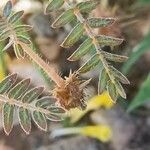 Tribulus zeyheri Bark