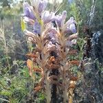 Orobanche cernua Blomma