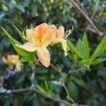 Rhododendron calendulaceum ফুল