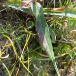 Saussurea alpina Leaf