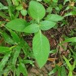 Ruellia geminiflora Leaf