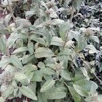 Phlomis herba-venti Leaf