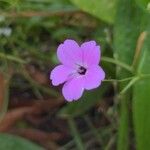 Eudianthe coeli-rosa Flower