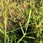 Setaria verticillata Fruit