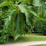 Quercus castaneifolia Leaf