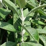 Buddleja stachyoides Yaprak