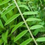 Vicia lathyroides Blatt