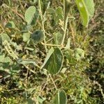 Abutilon pannosum Leaf