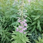 Epilobium angustifoliumLevél
