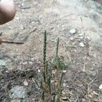 Crucianella angustifolia Bloem