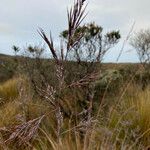 Festuca asplundii 花