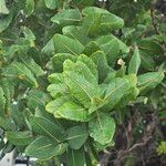 Angophora hispida Blad