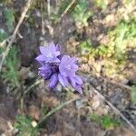 Dipterostemon capitatus Flower