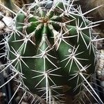 Pachycereus pecten-aboriginum Hoja