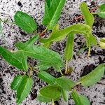 Ipomoea imperati Leaf