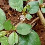 Trianthema portulacastrum Leaf