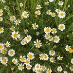 Anthemis arvensis Kwiat