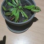 Dionaea muscipulaЛист