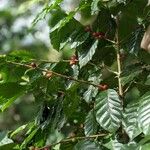 Coffea canephora 葉