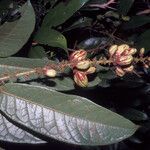 Hirtella margae Fruit