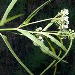 Asclepias woodsoniana Flower