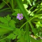 Geranium purpureumBlomst
