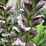 Acanthus spinosusFleur